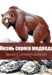 Жизнь серого медведя
